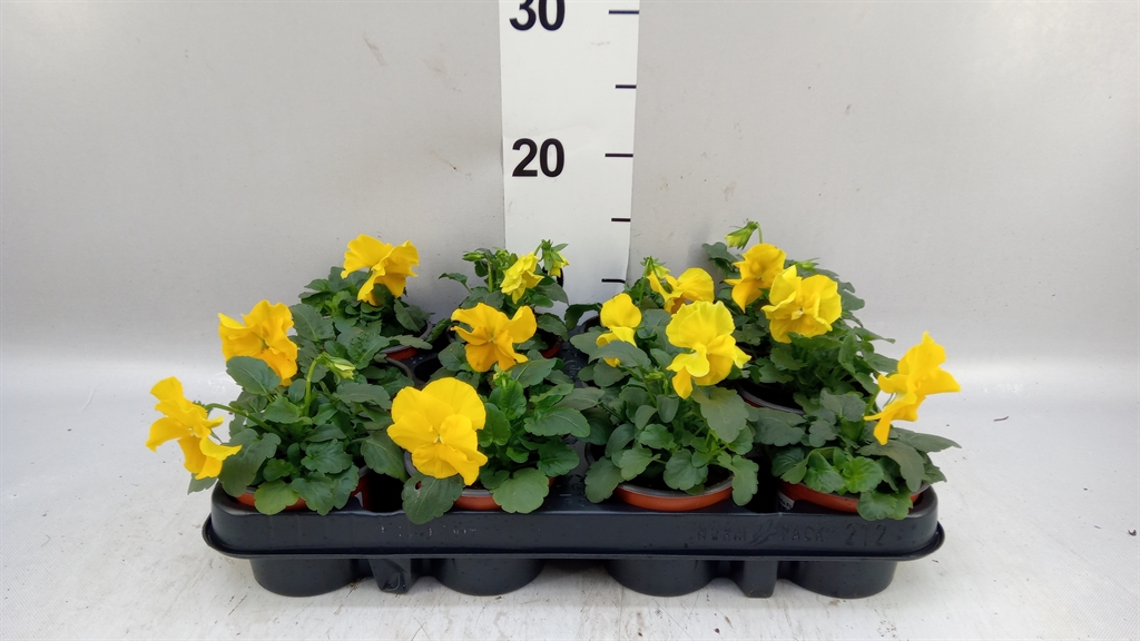 Viola Matrix Yellow 9Ø 15cm