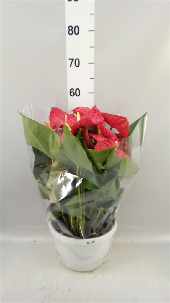 Anthu An Casparo 25Ø 50cm
