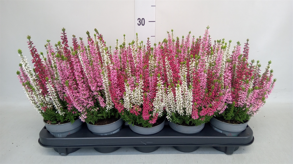 Calluna Beauty Ladies Ametie Mix In Pot 11Ø 20cm