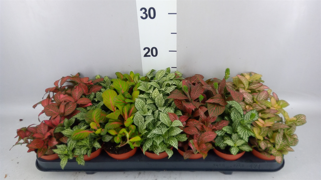 Fittonia Mix 7 Colours 8Ø 12cm