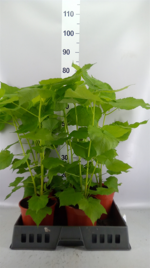 Sparrmannia Africana 17Ø 40cm