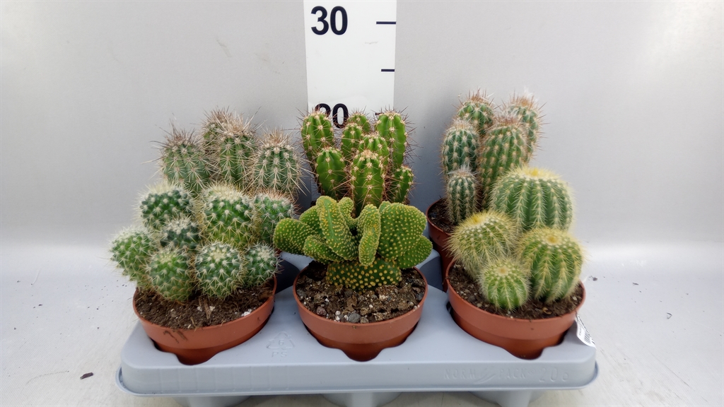 Cactus Mix 12Ø 15cm