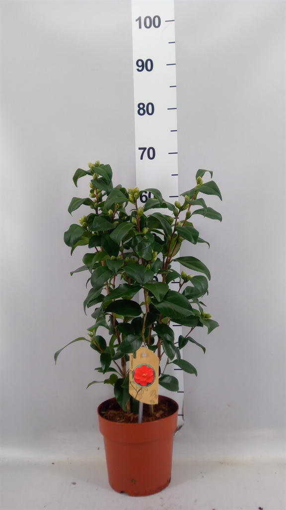 Camellia Mary Williams 17Ø 60cm
