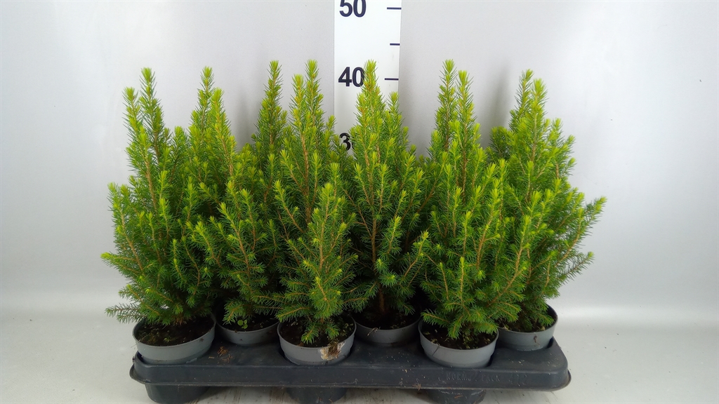 Picea Perfecta 11Ø 38cm