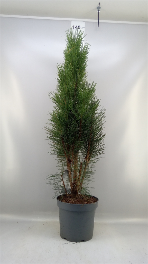 Pinus Nigra 26Ø 110cm