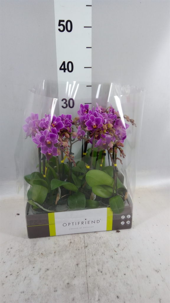 Phal Mf Ov Paars 7Ø 25cm