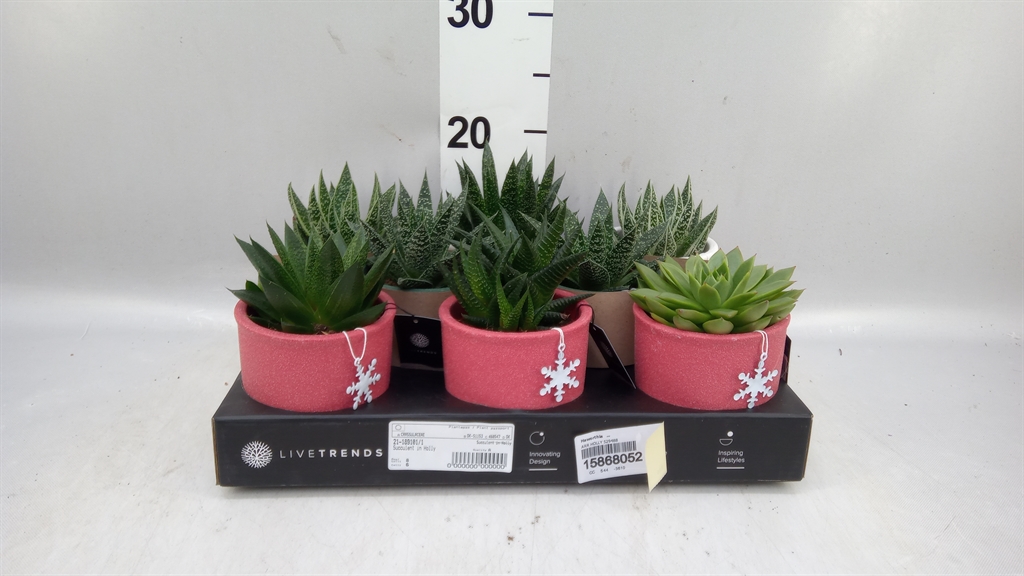 Haworthia 9Ø 15cm