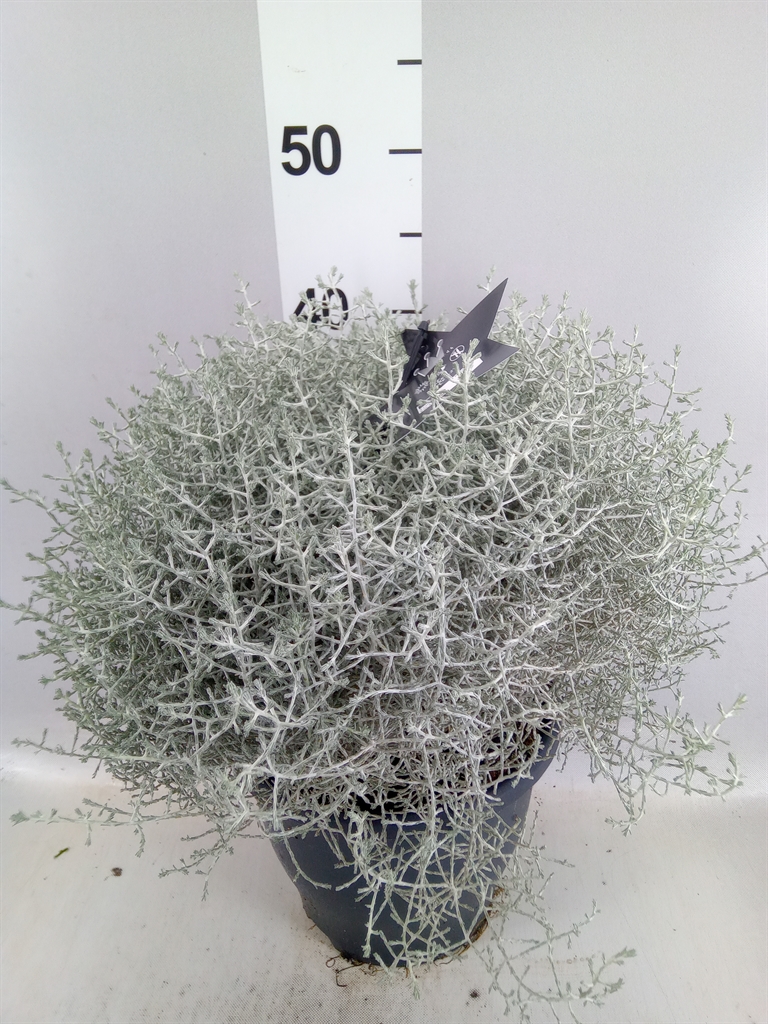 Leucophyta Brownii 23Ø 45cm