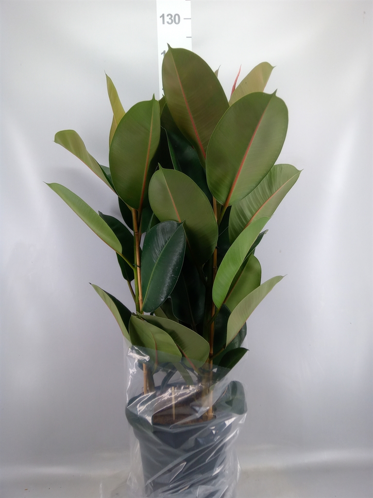 Ficus Robusta 27Ø 105cm