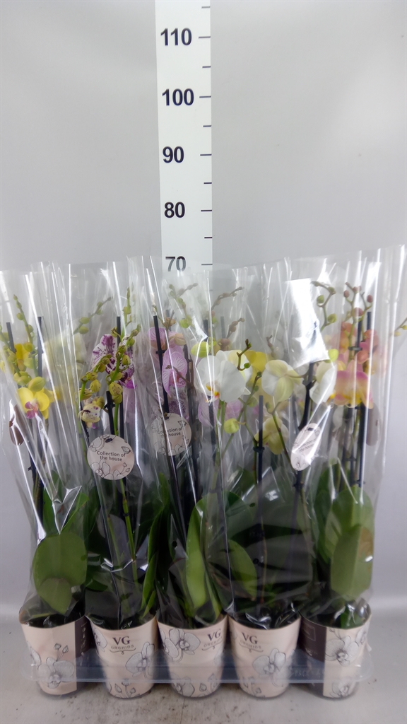 Phalaenopsis Asst 12Ø 55cm