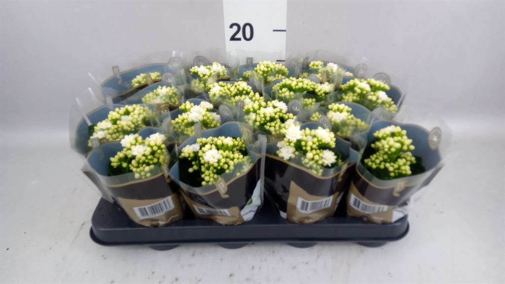Kalanchoe Double Rosalina Don Dione 7Ø 15cm