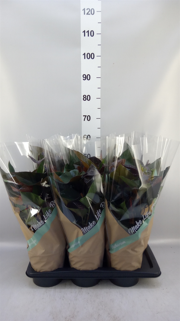 Anthurium Beauty Black 17Ø 50cm