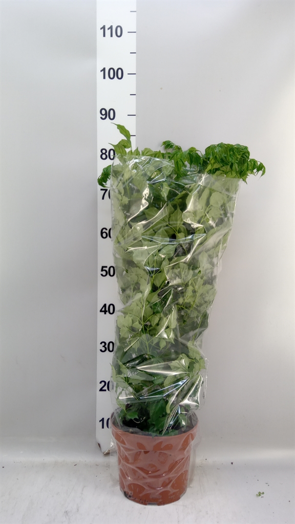 Radermachera Sinica 21Ø 70cm