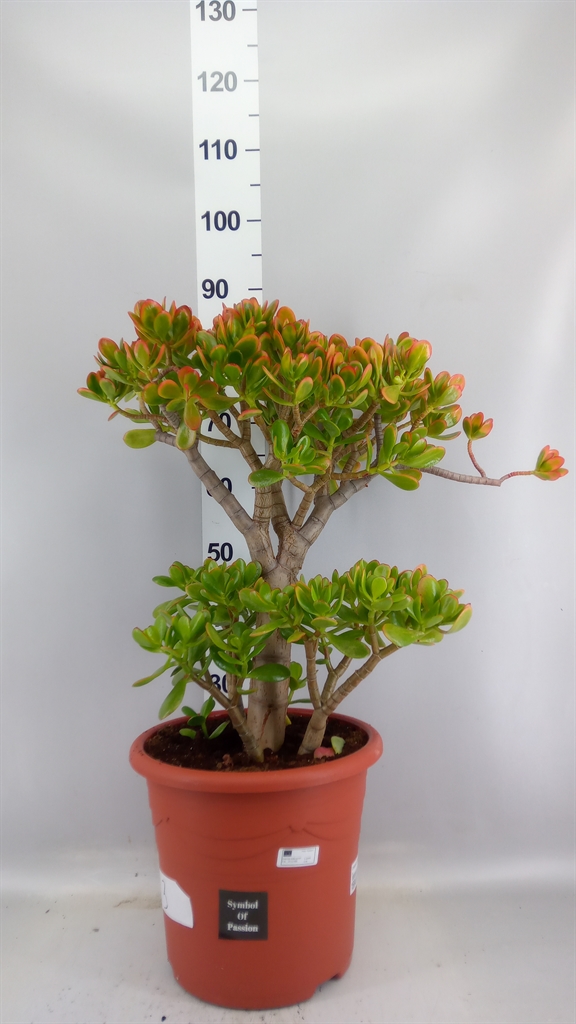 Crassula Sunset 32Ø 85cm