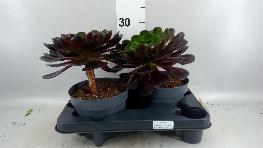 Sempon Destiny 17Ø 20cm