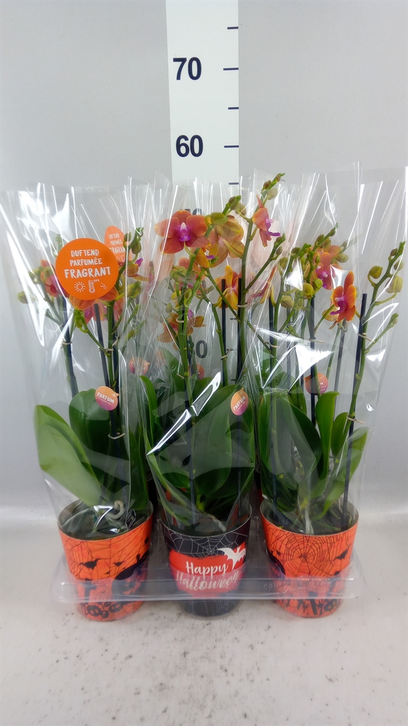 Phalaenopsis Multiflora Bolgheri 12Ø 40cm 3st