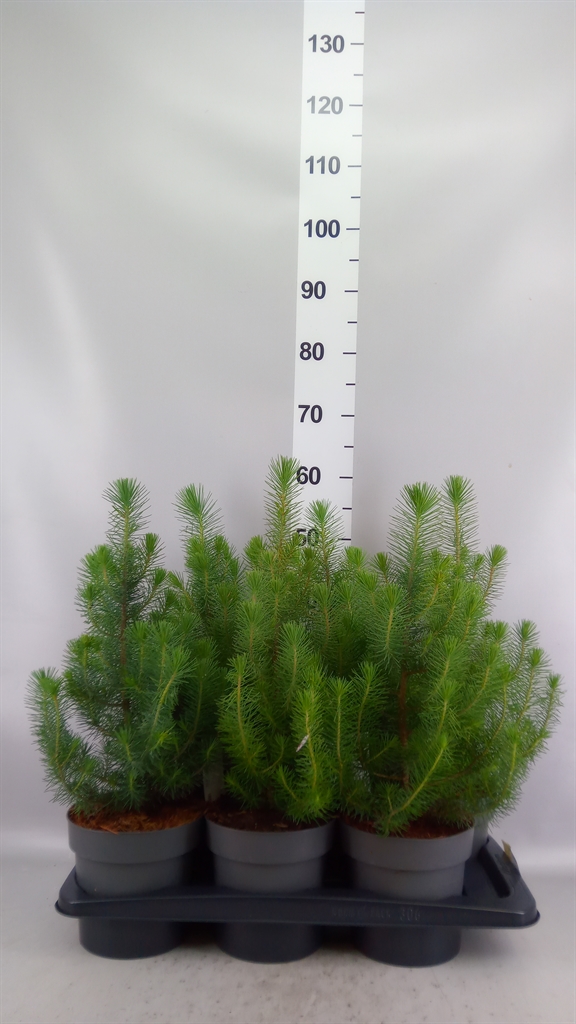 Pinus Pinea Silvercrest 17Ø 55cm