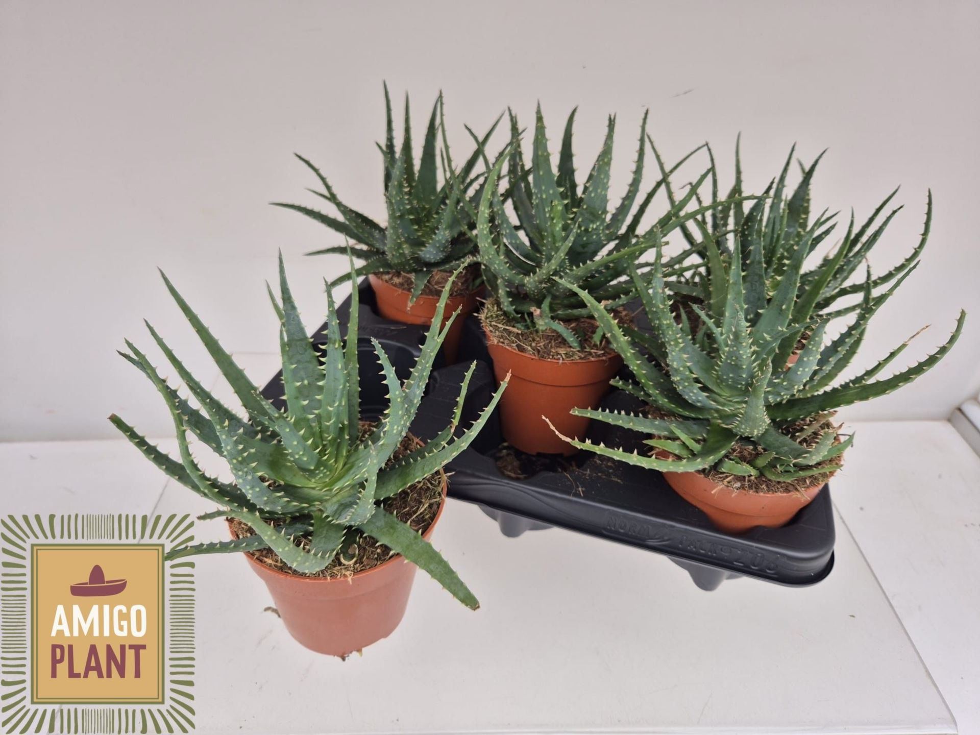 Aloe Arborescens Bora 12Ø 25cm