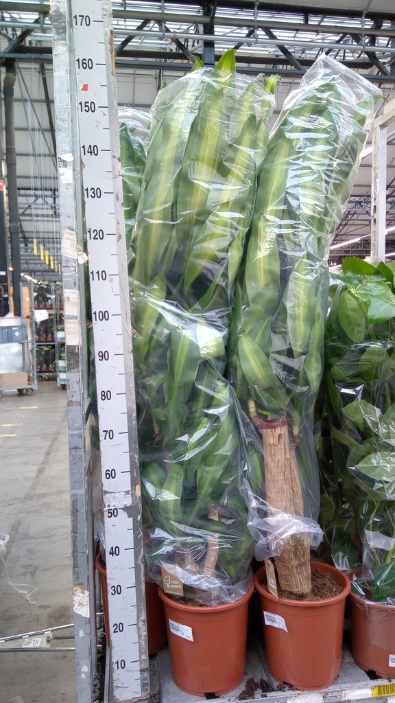 Dracaena Massangeana 27Ø 120cm