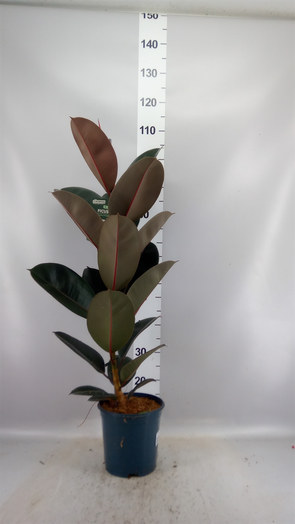 Ficus Abidjan 21Ø 100cm