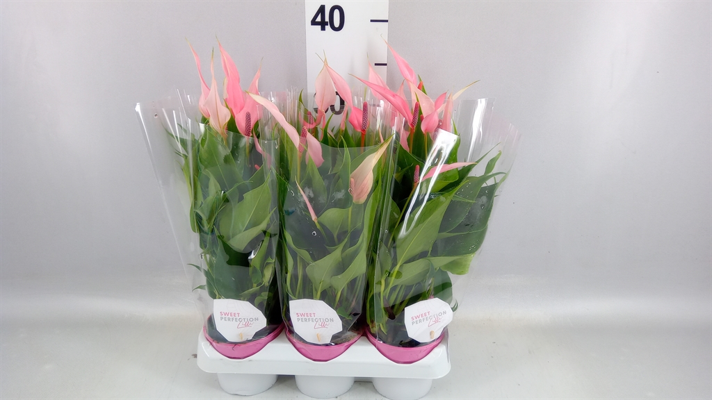 Anthurium Lilli 9Ø 25cm