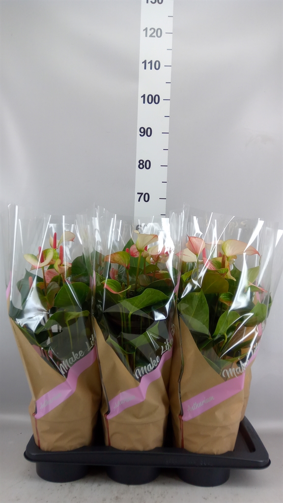 Anthurium Princess Amalia Elegance 17Ø 55cm