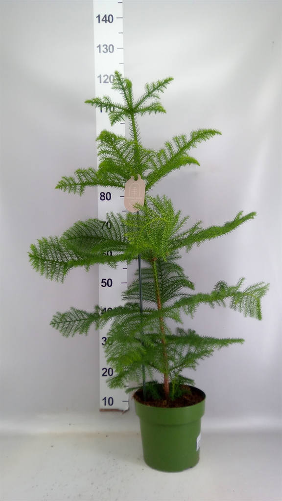 Araucaria Heterophylla 21Ø 80cm