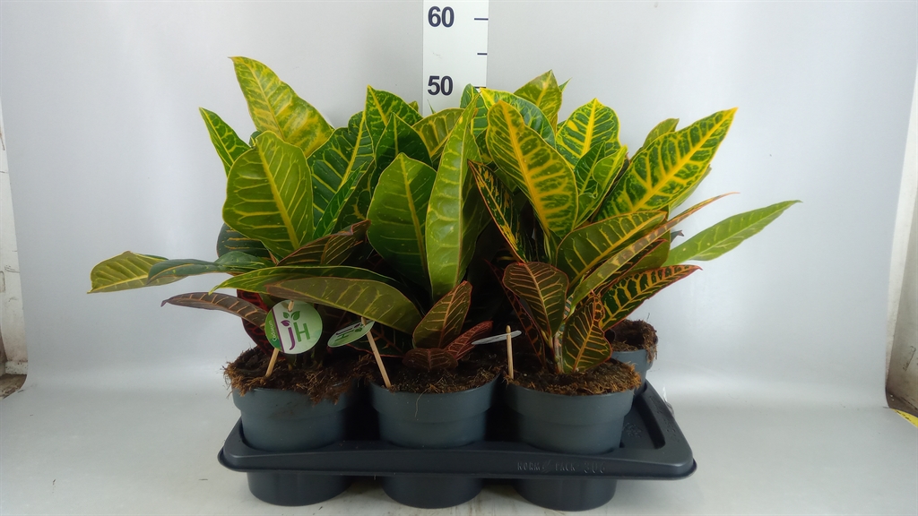 Codiaeum Big Leaf Petra 17Ø 45cm