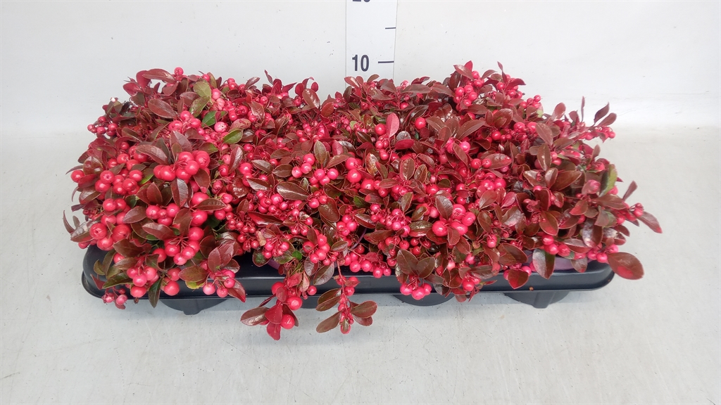 Gaultheria Procumbens 13Ø 20cm