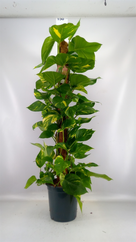 Epipremnum Moss Stick 24Ø 120cm