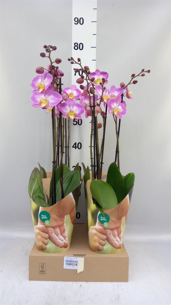 Phal Su Split 12Ø 55cm