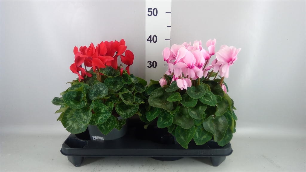 Cyclamen Super Serie Mammoth 17Ø 35cm