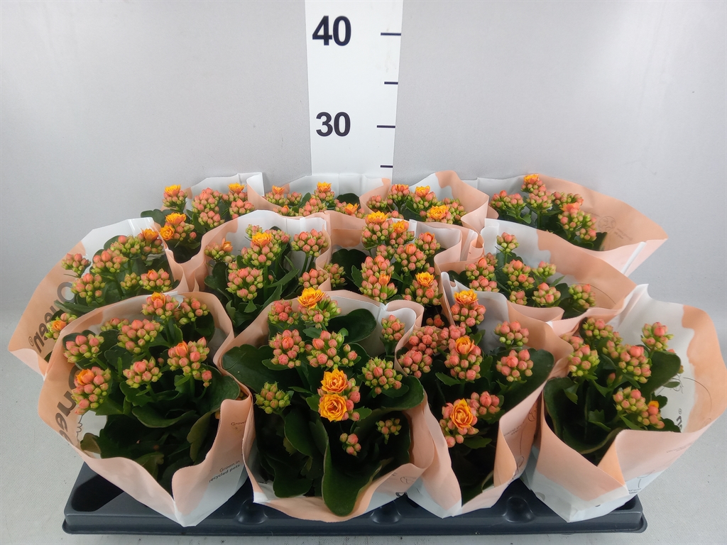 Kalanchoe Double More Flowers Augusta 10Ø 25cm