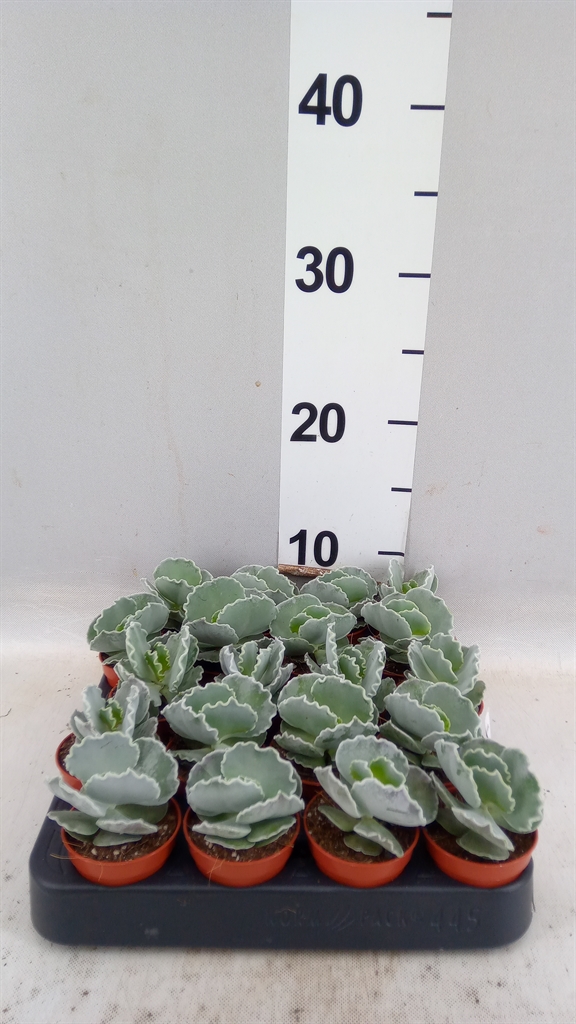 Cotyledon Oblonga 5Ø 8cm