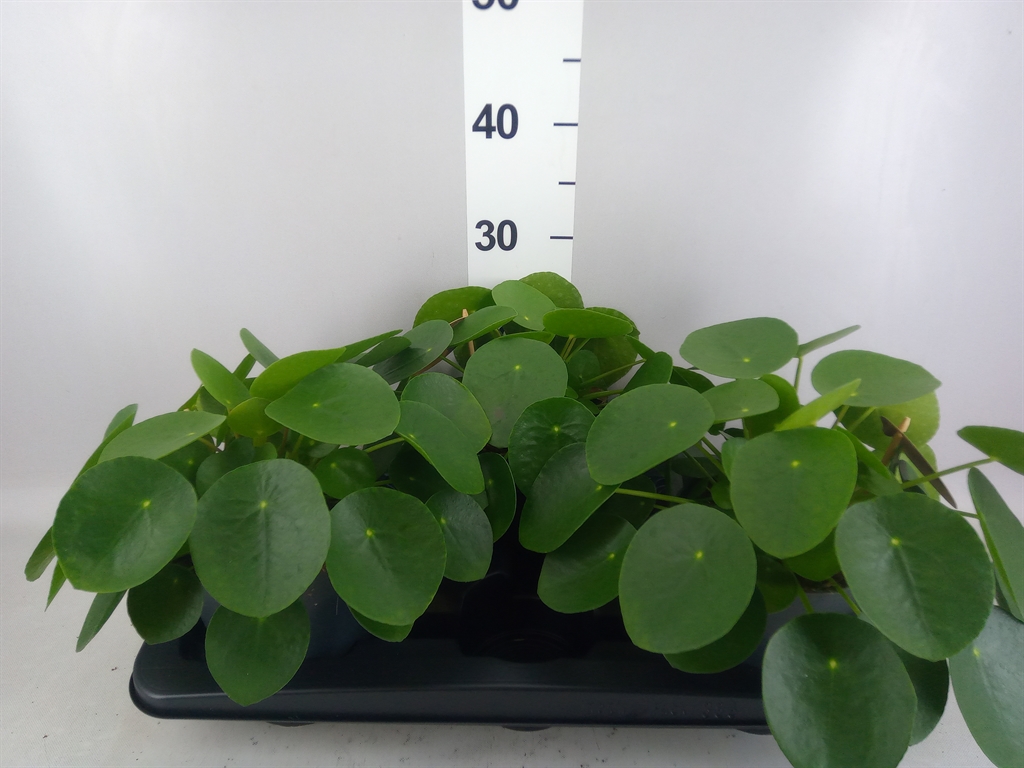 Pilea Peperomoides 15Ø 30cm