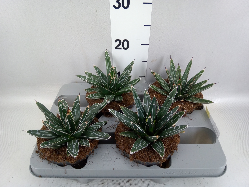 Agave Victoriae-regi 13Ø