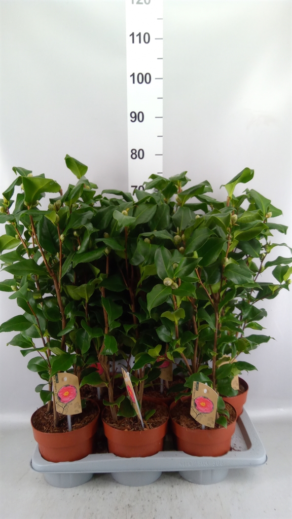 Camellia Japonica Dr King 17Ø 60cm