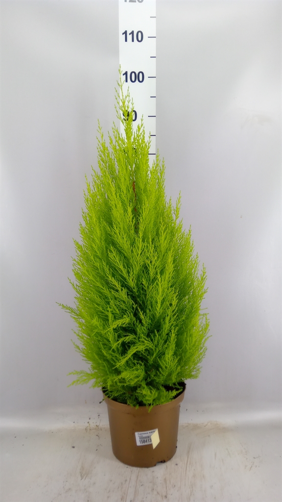 Cupressus Goldcrest Wilma 23Ø 90cm