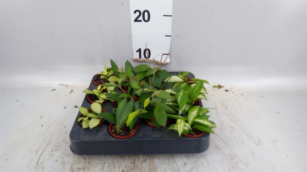 Hoya Gem 505Ø