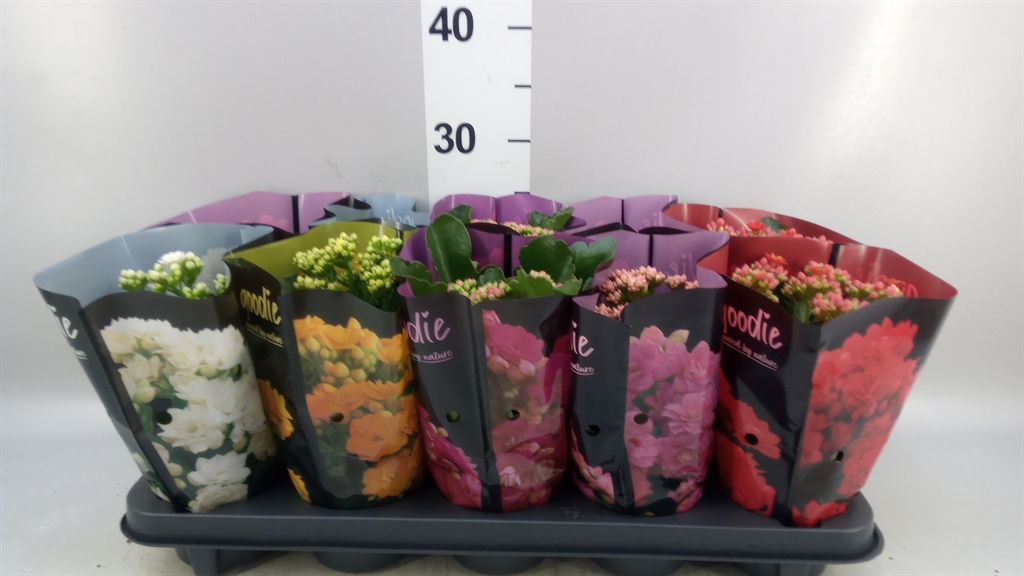 Kalanchoe Double Perfecta Mix 10Ø 24cm