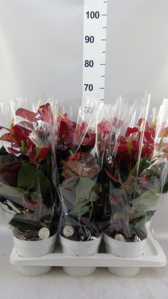 Anthurium Coral Champion 17Ø 60cm