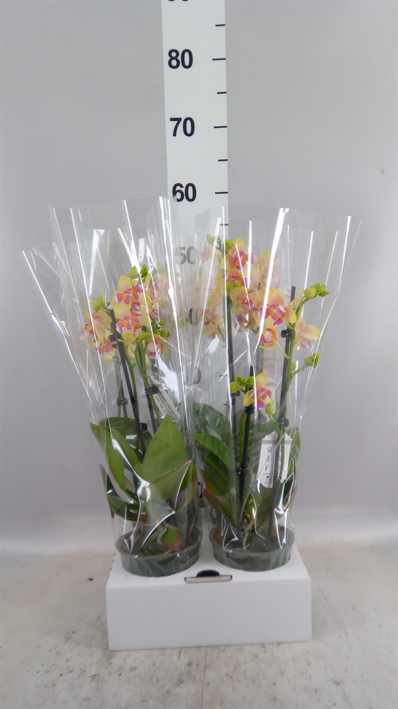 Phal Ov Geel 12Ø 50cm