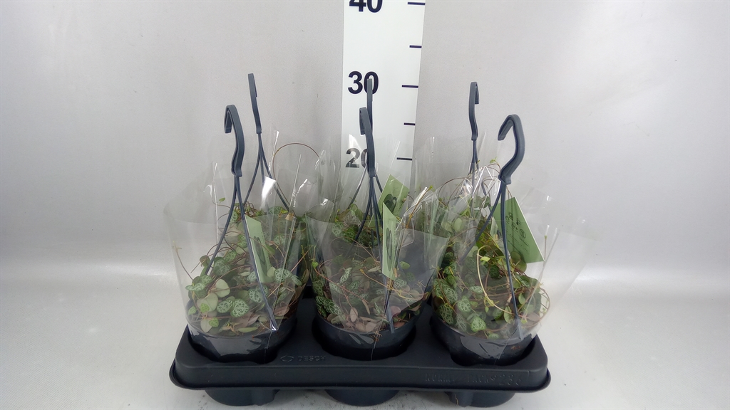 Ceropegia Woodii Sup 12Ø 32cm