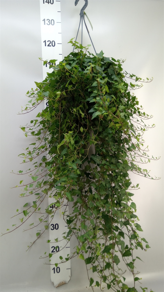 Hedera Helix Anna 24Ø 90cm