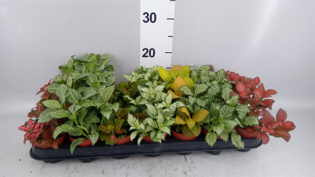 Fittonia Mix 7 Colours 8Ø 12cm