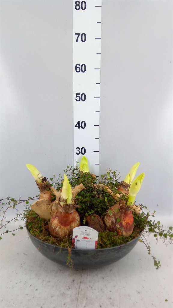 Arr Hippeastrum 38Ø