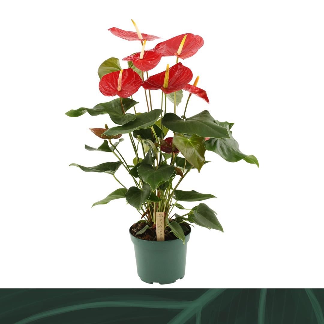 Anthurium Idaho 17Ø 65cm