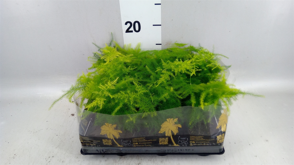 Asparagus Setaceus 6Ø 15cm