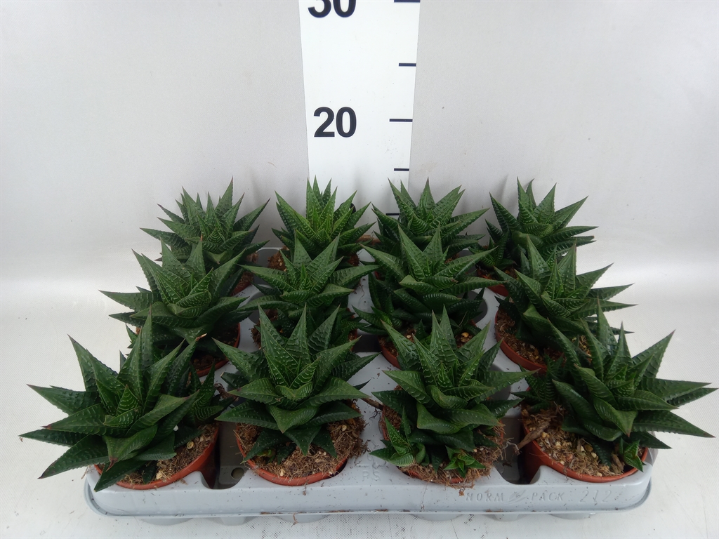 Haworthia Limifolia 8Ø 14cm