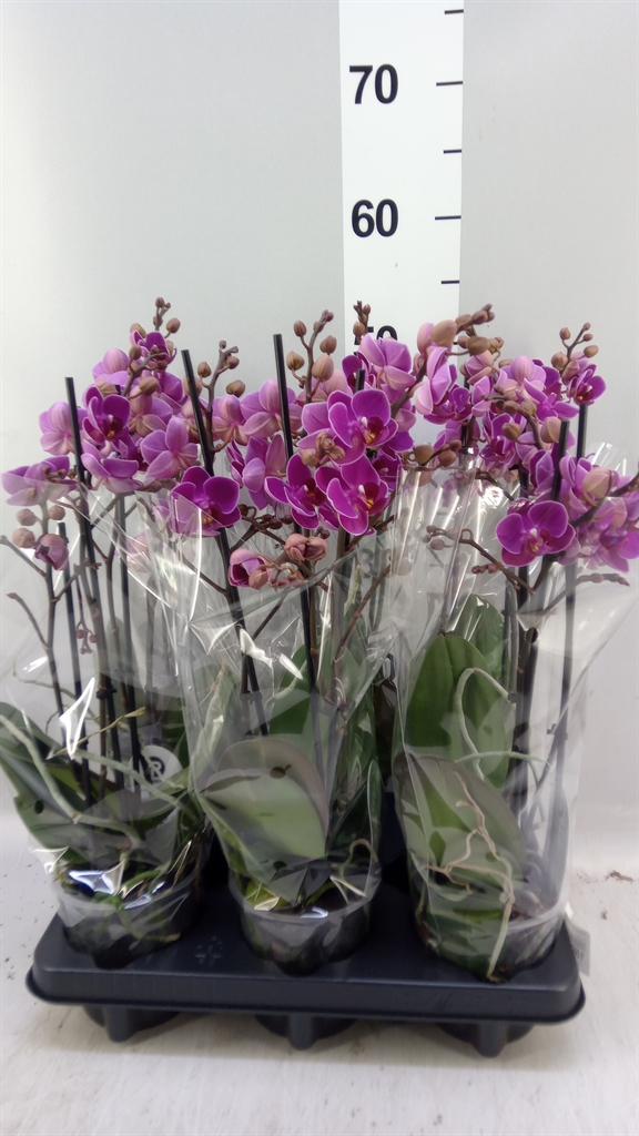 Phalaenopsis Multiflora Merida 12Ø 47cm 3st